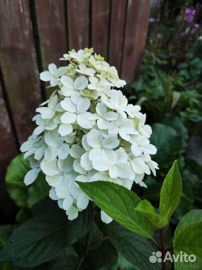 Гортензия Сандей Фрайз