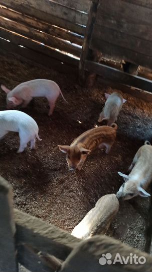 Поросята крупная белая и кармал