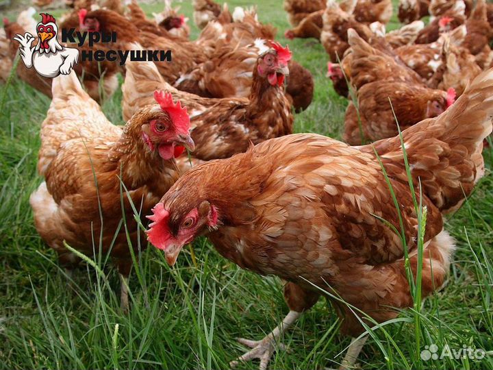 Куры несушки
