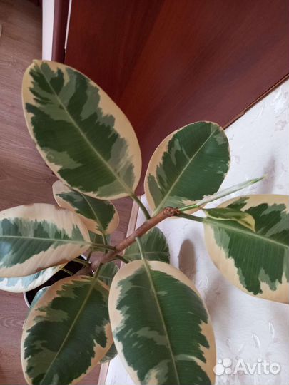 Фикус тинеке каучуконосный большой