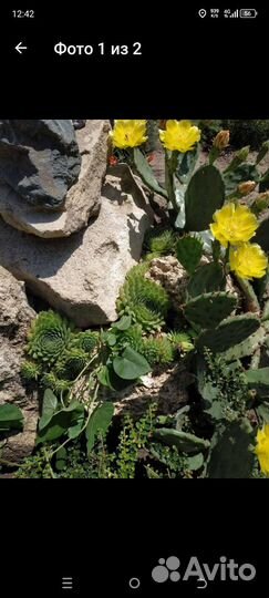 Кактус опунция