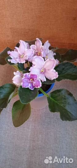 Сортовые фиалки