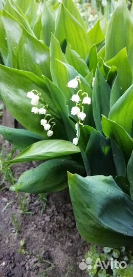 Цветы для сада