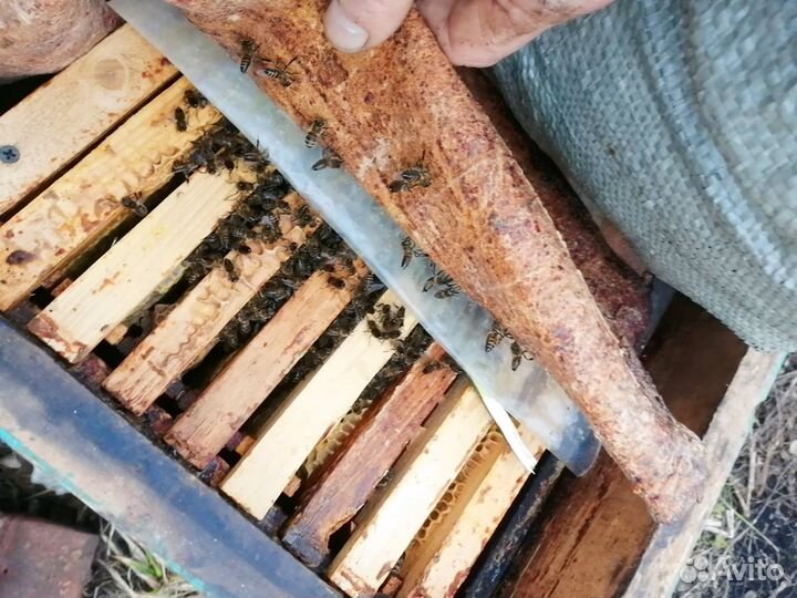 Пакеты пчел на высадку
