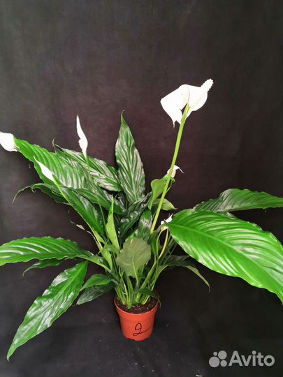 Спатифиллум или женское счастье 13/60-65