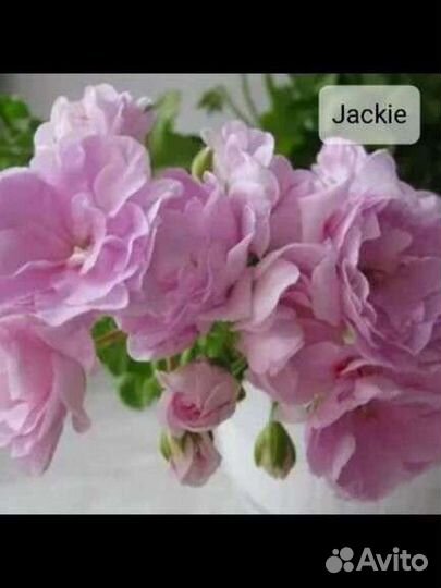 Герань пеларгония плющелистная