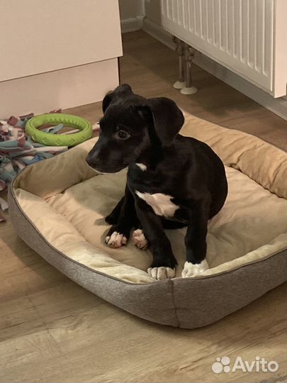 Щенок, мальчик, в ответственные руки