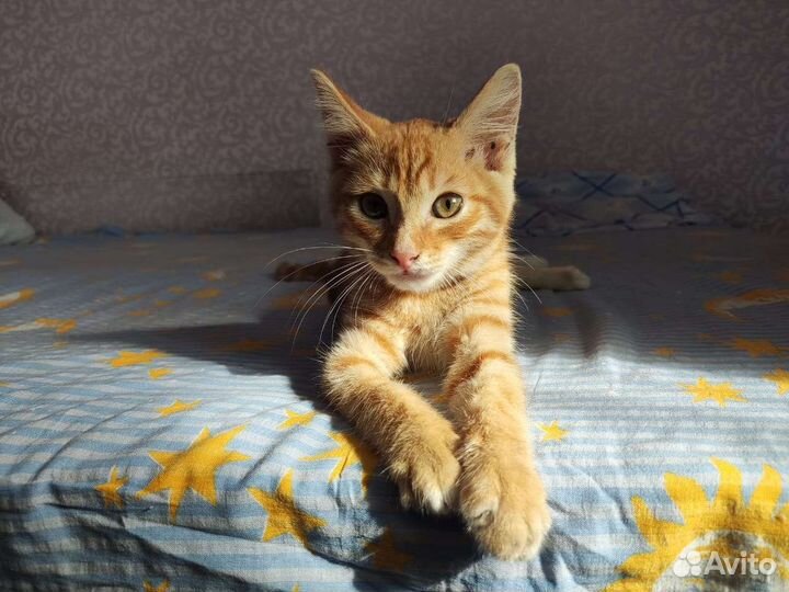 Рыжий котенок мальчик в добрые руки