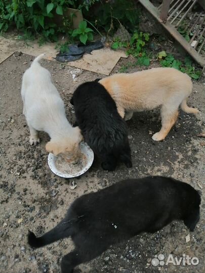 Щенок в добрые руки