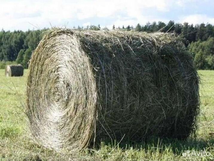 Продам сено в рулонах