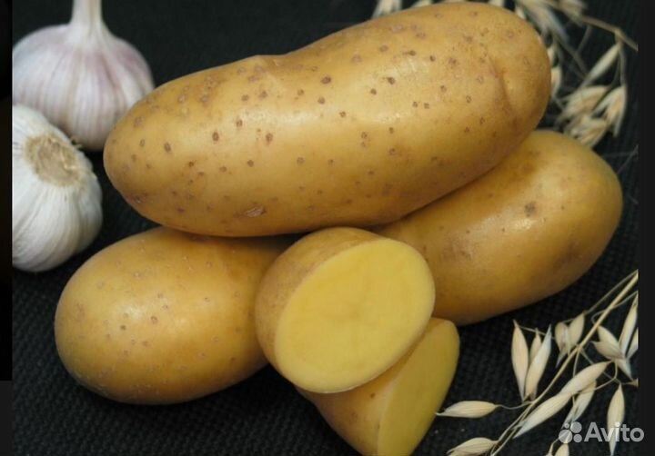 Картофель Элитный Императрица