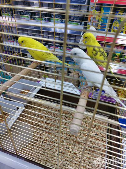 Продаю волнистых попугайчиков