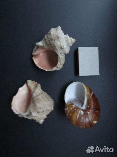 Морские ракушки