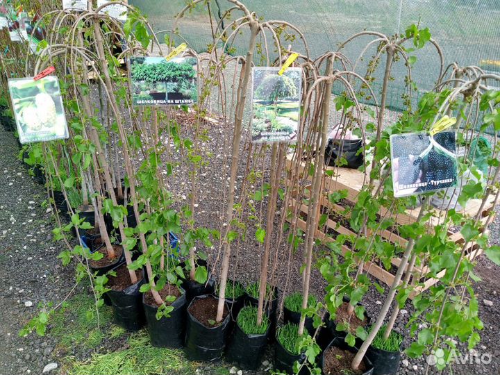 Саженцы Плодовых Деревьев, Хвойные,Цветы,2-х,3-х г