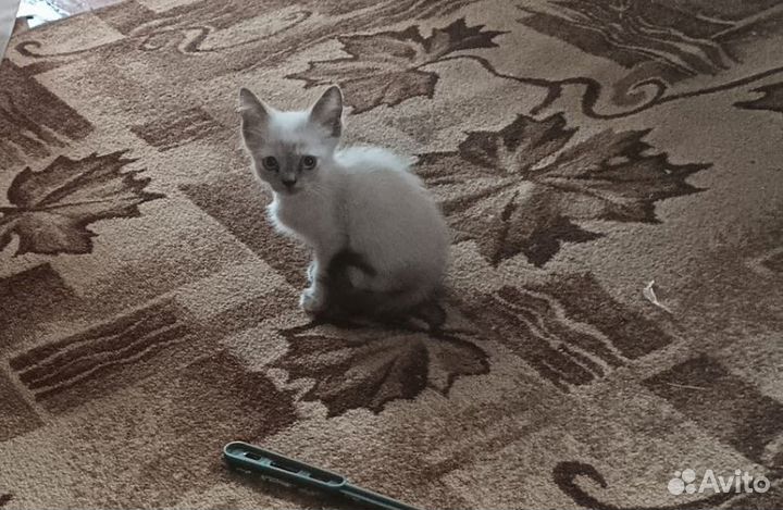 Кошка в дар бесплатно