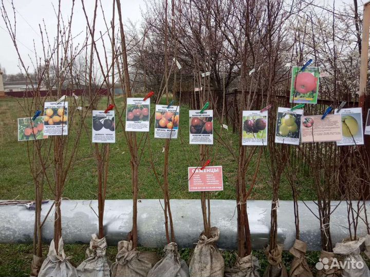 Саженцы плодовых деревьев