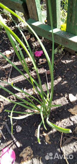 Многолетний душистый лук джусай