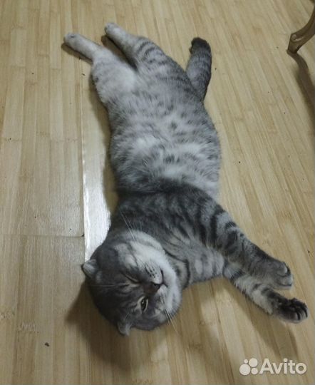 Шотландский вислоухий кот на вязку