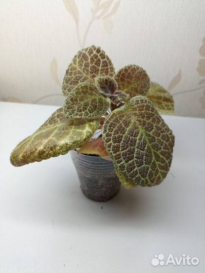 Эписции сортовые