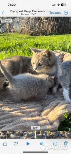 Котята в добрые руки бесплатно