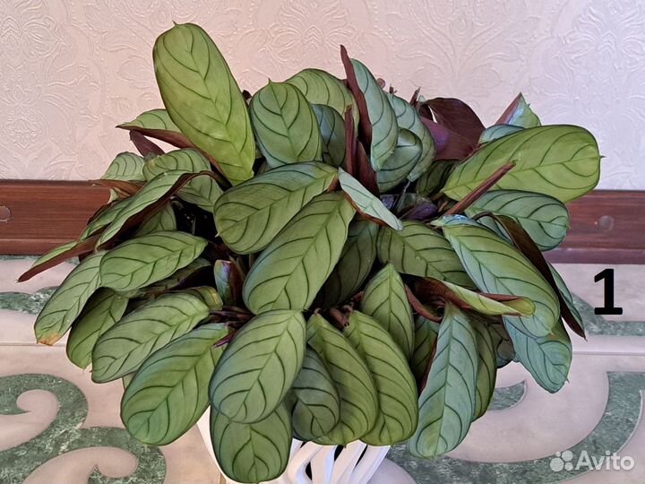 Комнатняые растения. Ктенанта Бурле Маркси