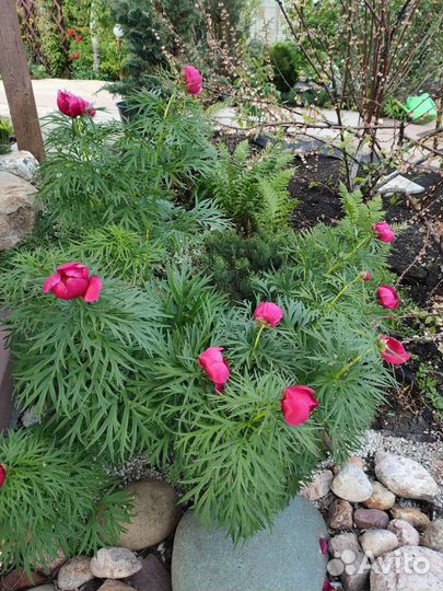 Пион травянистый, многолетники