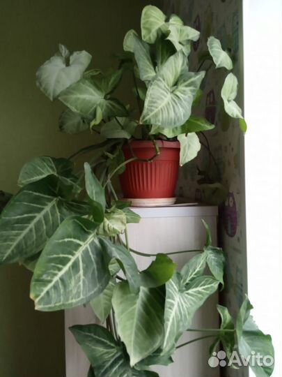 Комнатные домашние растения(отростки)