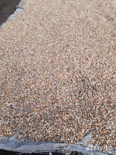 Чеснок на посадку (зубец чеснока)