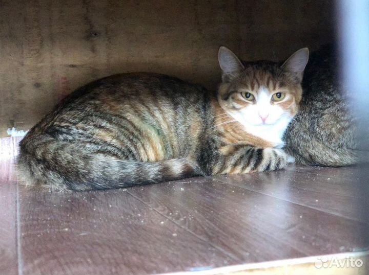 Мать и дочь в приюте