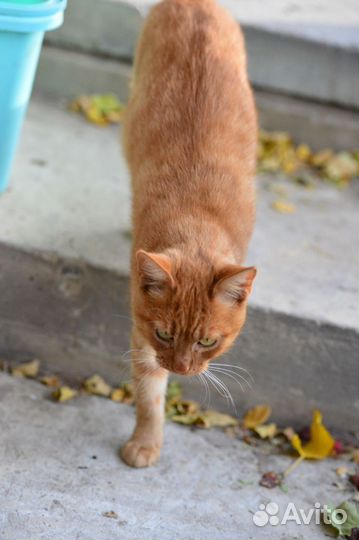 Котик-мечта