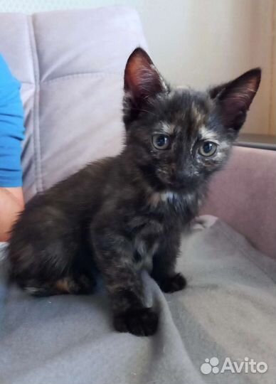 Котенок девочка 2 мес