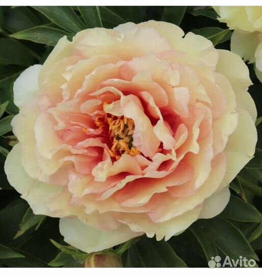 Пионы ито гибриды