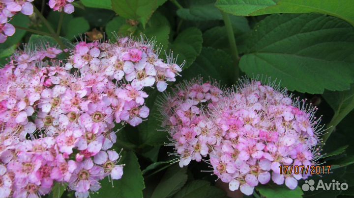 Спирея Денсифлора