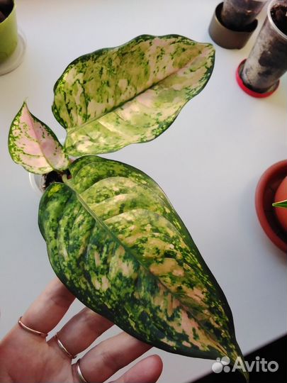 Аглаонемы (детки)