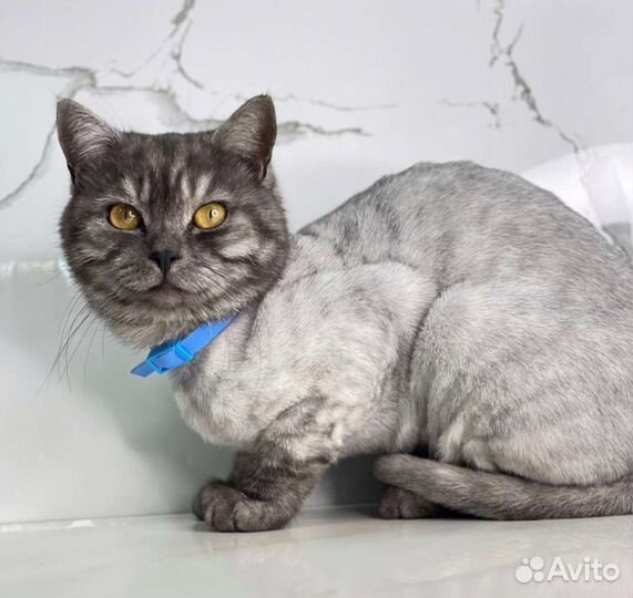 Стрижка кошек, собак, вычес