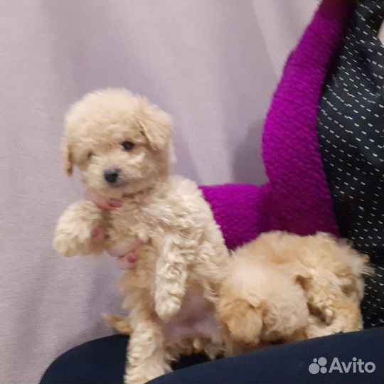 Мальтипу ф1 трй тикап москва