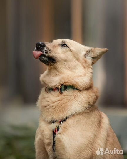 Собака в добрые руки