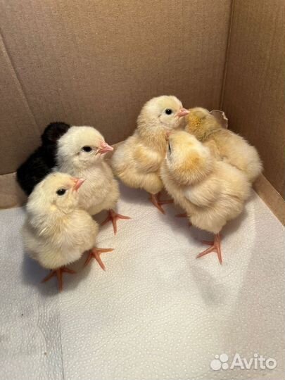 Курица с цыплятами