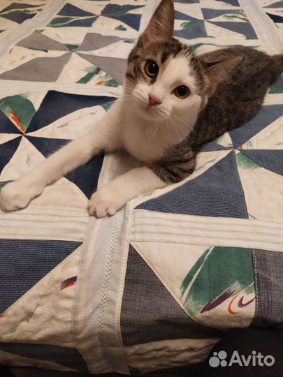 Без кота жизнь не та