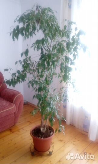 Цветы для дома и офиса