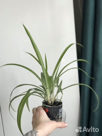 Хлорофитум