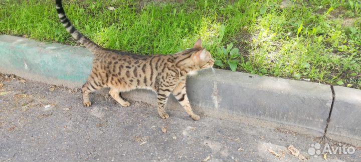 Бенгал в добрые ручки