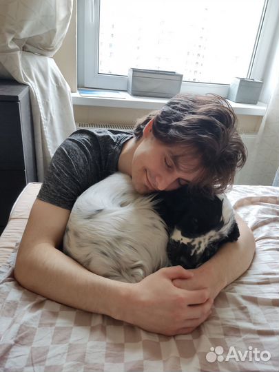 Передержка собак в домашних условиях СПб