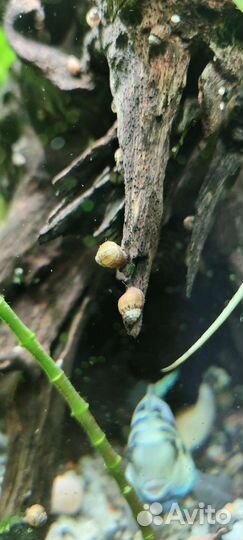 Аквариумные улитки Мелании