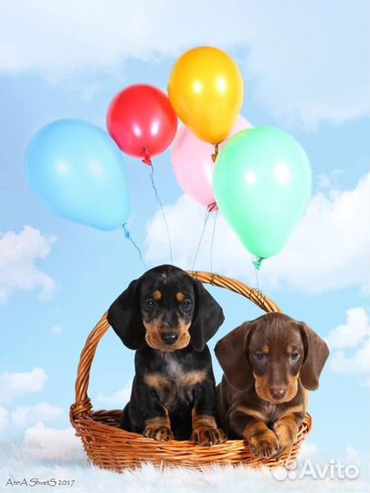 Касавцы таксята гладкий стандарт