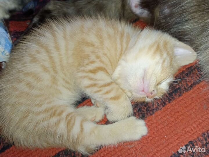 Рыжие котята 1 месяц