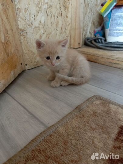 Котята отдам в добрые руки бесплатно