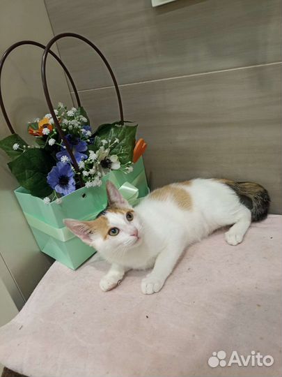 Трехцветочка на счастье