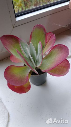 Каланхоэ Тирсифлора