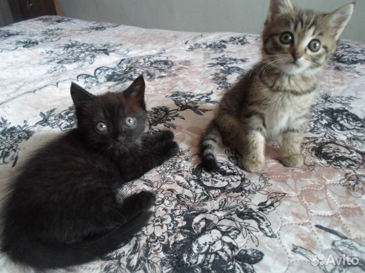 Отдам в добрые руки